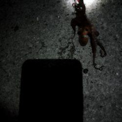 🐙新春初タコ🐙