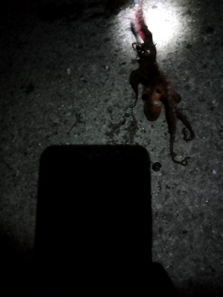 🐙新春初タコ🐙