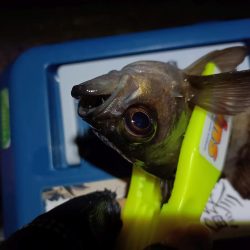 2024/01/04 南港ライトゲーム釣行 (メバル狙い)