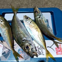 2024/01/05 南港ライトゲーム釣行 (アジ狙い)