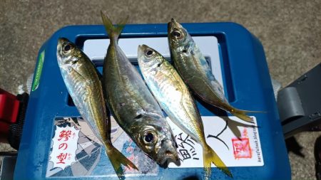 2024/01/05 南港ライトゲーム釣行 (アジ狙い)