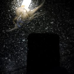 🐙まぁまぁでかタコ🐙