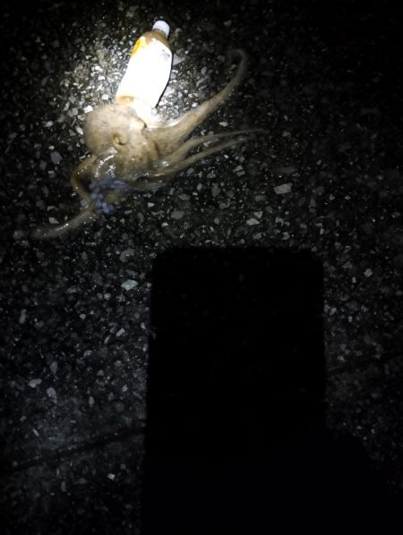 🐙まぁまぁでかタコ🐙