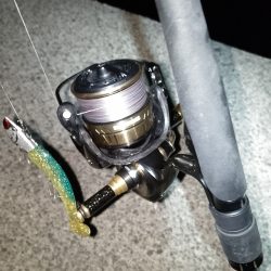 夜光虫が厄介…