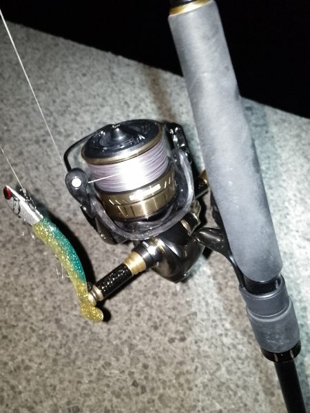 夜光虫が厄介…