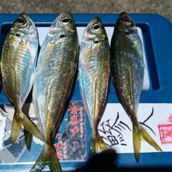 2024/01/08 南港ライトゲーム釣行 (アジ狙い)