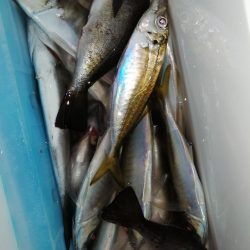 メバル釣れてます