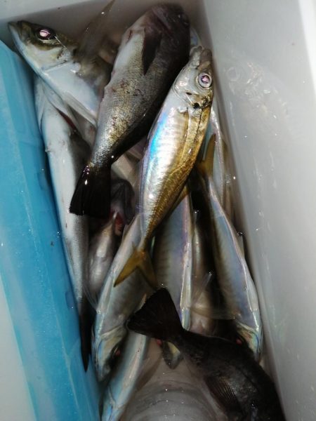 メバル釣れてます