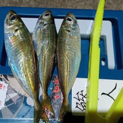 2024/01/15 南港ライトゲーム釣行 (アジ狙い)