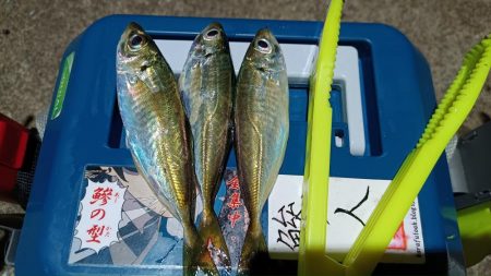 2024/01/15 南港ライトゲーム釣行…