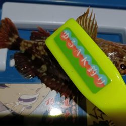 2024/01/16 南港ライトゲーム釣行 (ロックフィッシュ狙い)