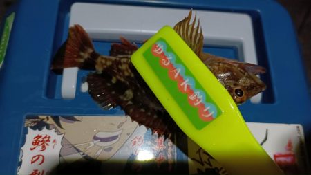 2024/01/16 南港ライトゲーム釣行 (ロックフィッシュ狙い)