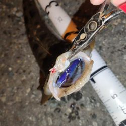 ボトムシーバス狙いでそっちか！！