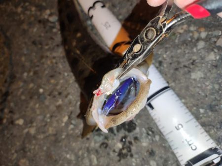 ボトムシーバス狙いでそっちか！！