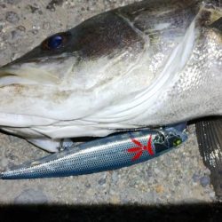 癒やしのアカハタからの一撃