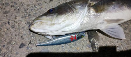 癒やしのアカハタからの一撃