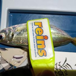 2024/01/27 南港ライトゲーム釣行 (メバル狙い)