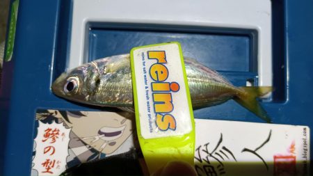 2024/01/27 南港ライトゲーム釣行 (メバル狙い)