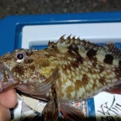 2024/01/28 南港ライトゲーム釣行 (ロックフィッシュ狙い)