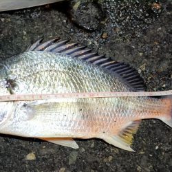 2024/01/29 南港ライトゲーム釣行 (一応メバル狙い？)