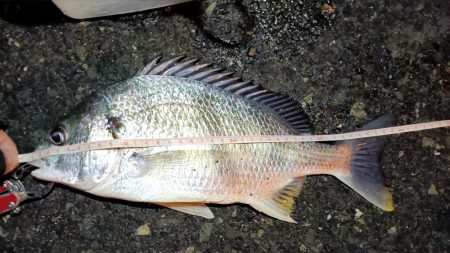 2024/01/29 南港ライトゲーム釣行 (一応メバル狙い？)