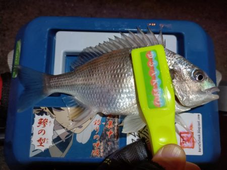 2024/01/30 南港ライトゲーム釣行 (ロックフィッシュ狙い)