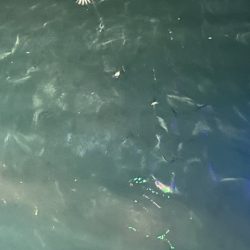 小樽港でスナガレイと大ハゼ上がる！！サビキではイカナゴ２桁釣果！！