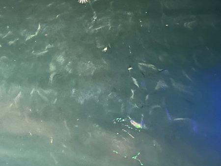 小樽港でスナガレイと大ハゼ上がる！！サビキではイカナゴ２桁釣果！！