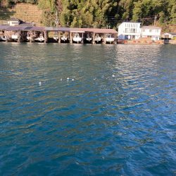 初釣りはサゴシ