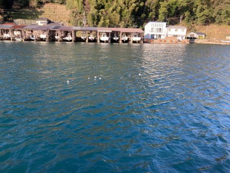 初釣りはサゴシ