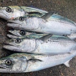 久しぶりのマルチヒット