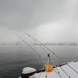 小樽港でカワガレイ、ハゼとチカ上がる！！　ニシン釣れず