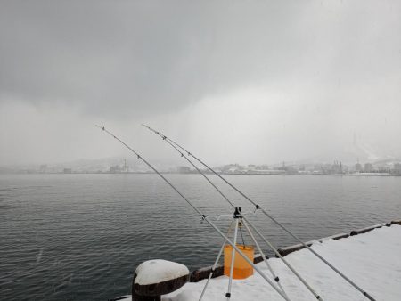 小樽港でカワガレイ、ハゼとチカ上がる！！　ニシン釣れず
