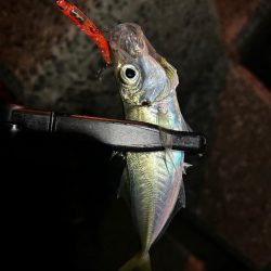 また釣れるようになってて良き