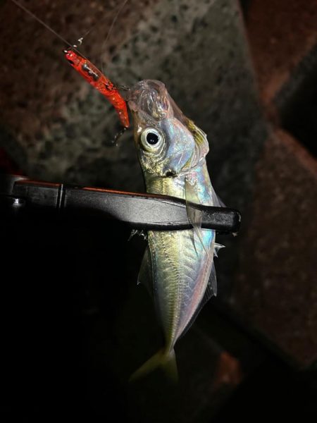 また釣れるようになってて良き