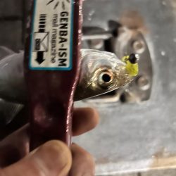 終盤の湾奥アジング