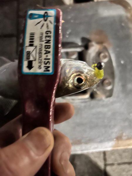 終盤の湾奥アジング