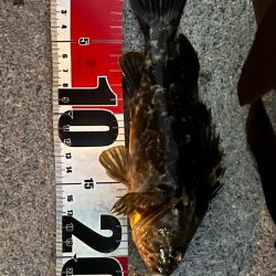 真冬のライトゲーム