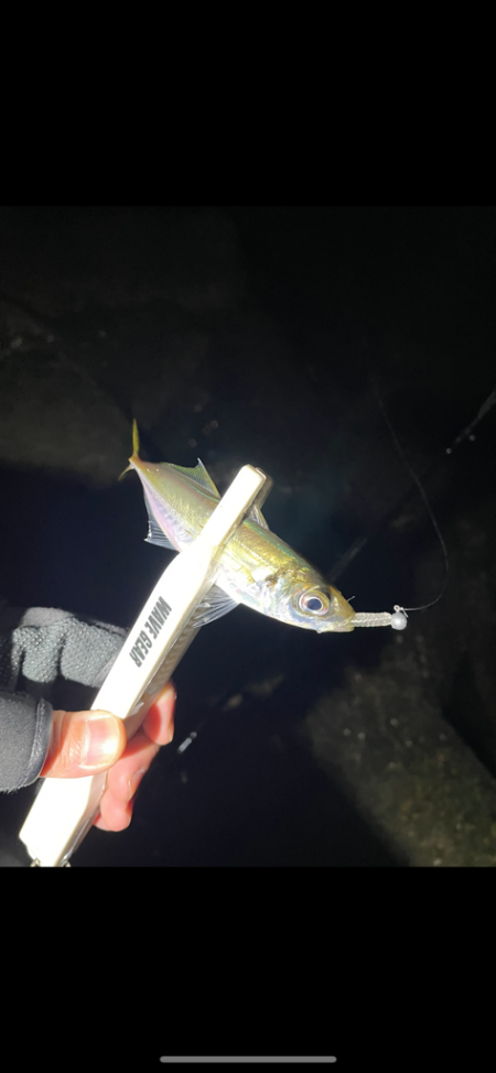 アジみーつけた！