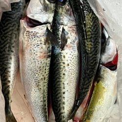 銚子沖、アカムツ調査