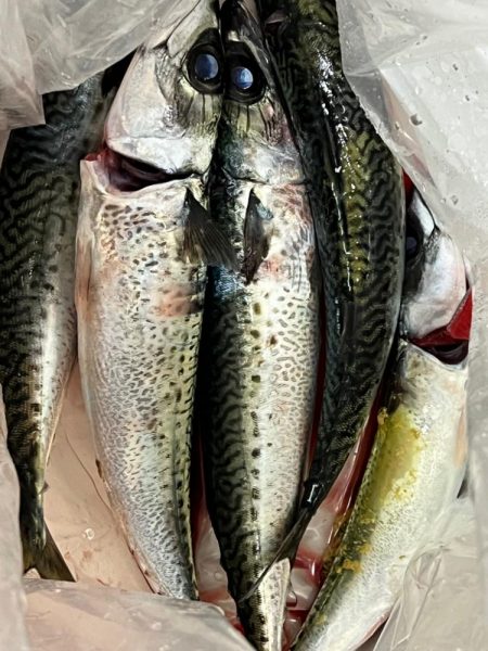 銚子沖、アカムツ調査