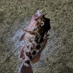 ガシラ釣れてます