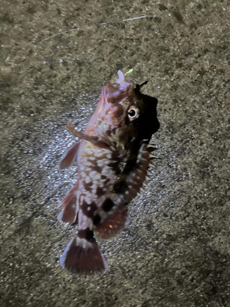 ガシラ釣れてます