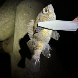 真冬のライトゲーム メバリング