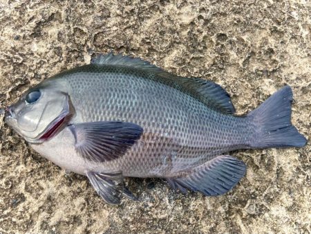 キシイチ×エサヘッド＝アカメフグ