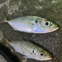 メバル 大アジ釣れました