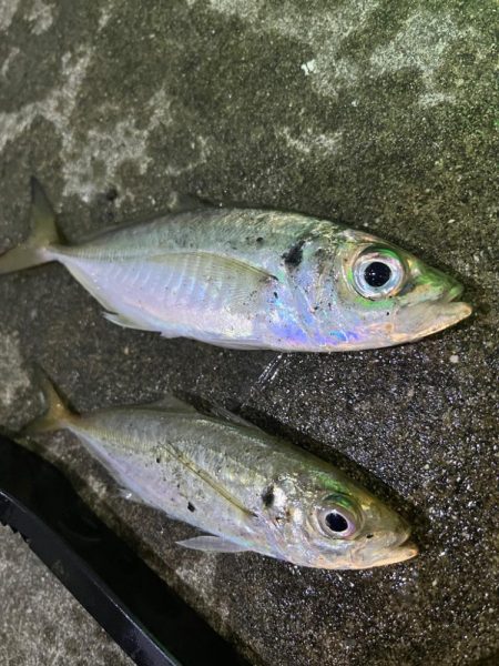 メバル 大アジ釣れました