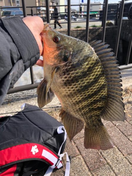 ティラピア釣り