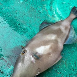 和歌山カワハギ釣行