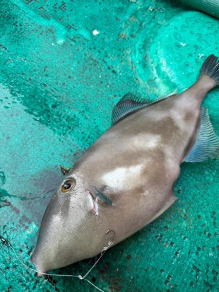 和歌山カワハギ釣行